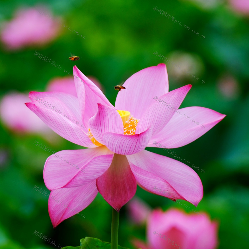 生态美 ，荷花香，