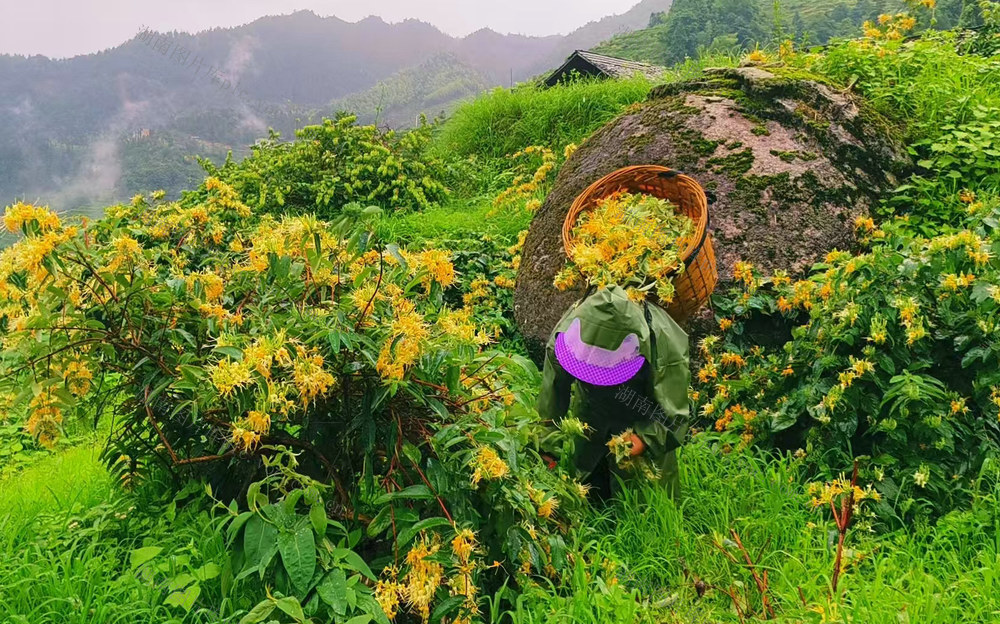 6月20日，湖南省隆回县虎形山瑶族乡茅坳村村民冒雨在采摘金银花。乡村振兴，产业先行。近年来，该县因地制宜发展“合作社+基地+农户”的金银花产业模式，让金银花成为乡村振兴道路上村民增收的“致富花”。
（湖南省隆回县教育局 罗理力  陆显中 摄影报道）