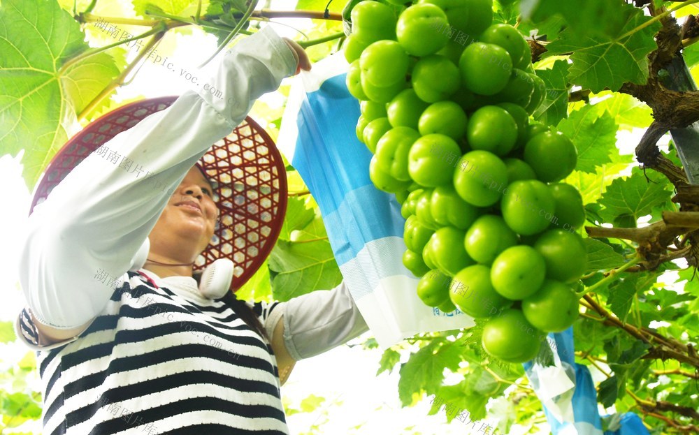   夏至时节农事忙 