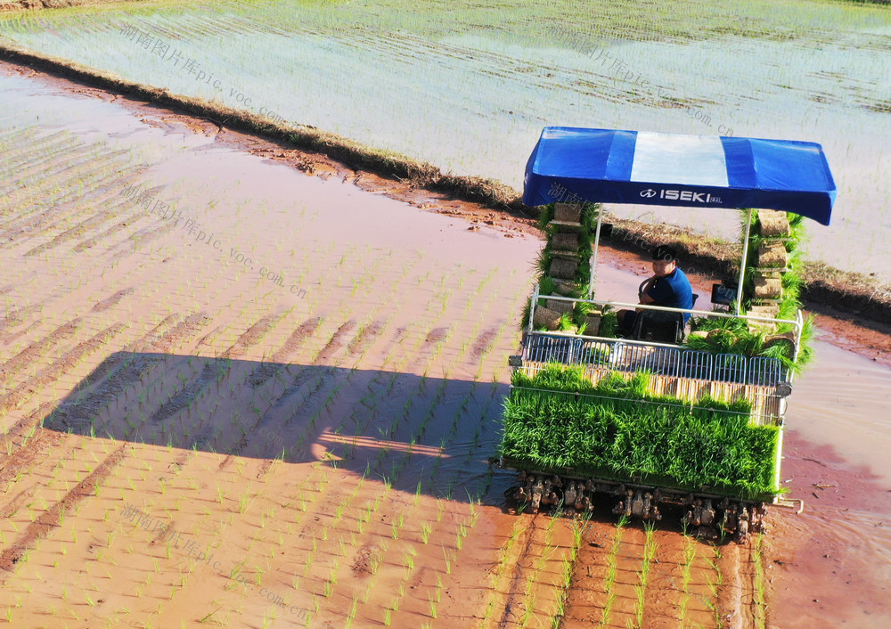 蓝山：夏至农忙