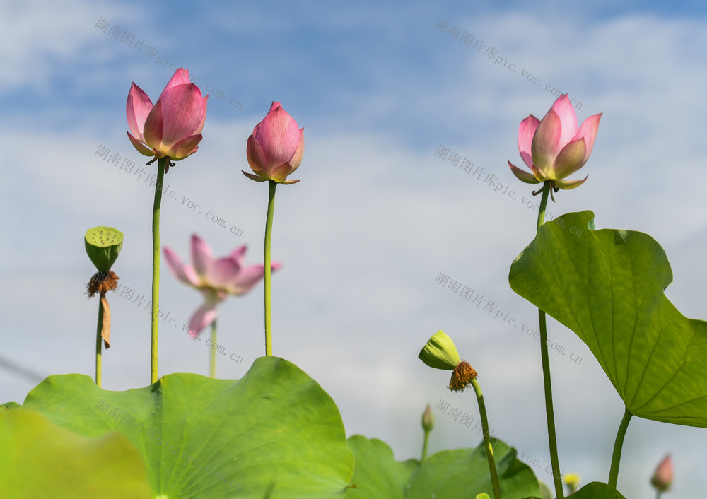 夏至
荷花
道县