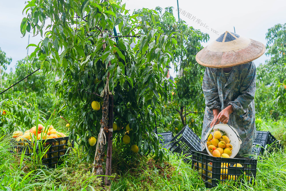 会同：黄桃当熟采摘销售忙