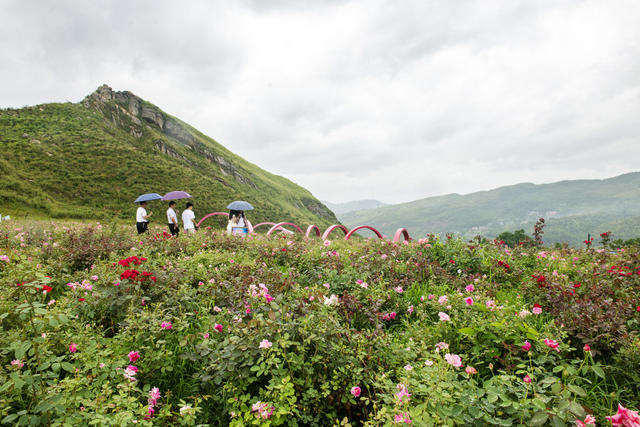 冷水江  矿区 花海 游客 生态修复 环境治理