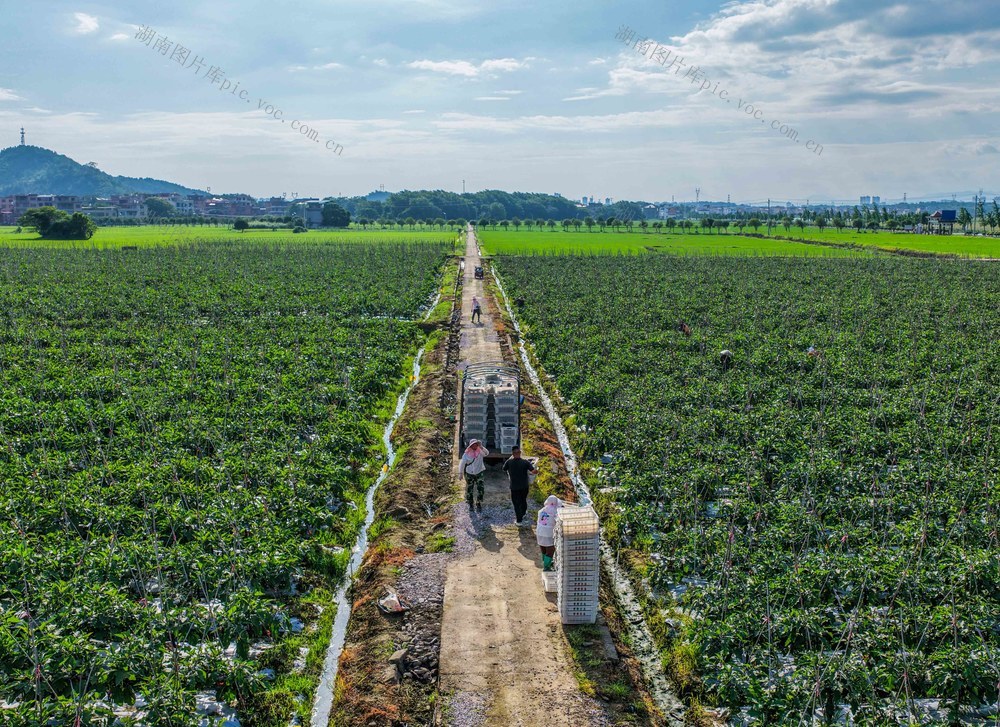 夏至
农事
道县