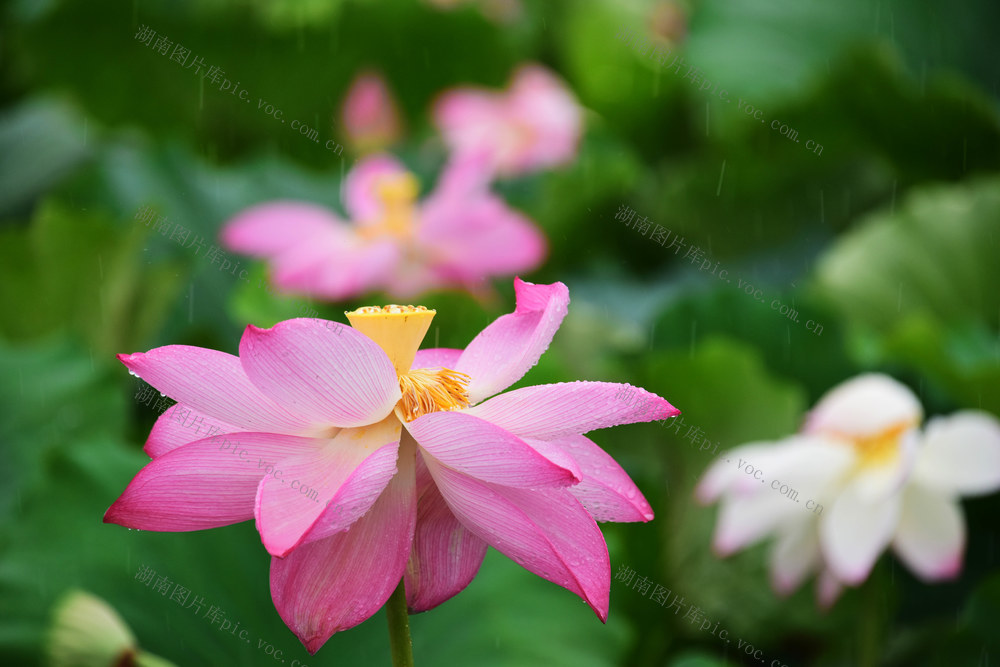 夏至  雨季  荷塘  荷花  蜻蜓 