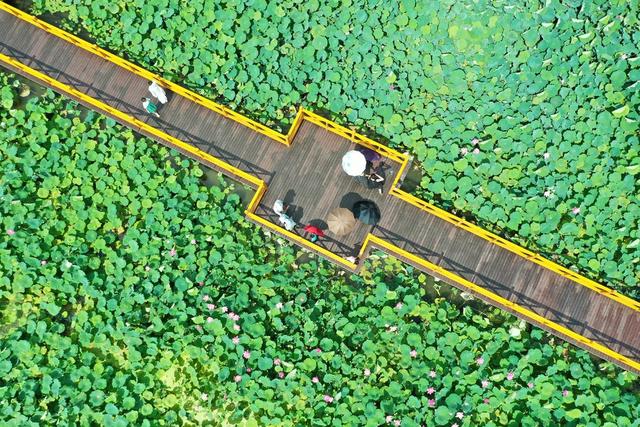 湖南新田：“赏花经济”带火乡村游