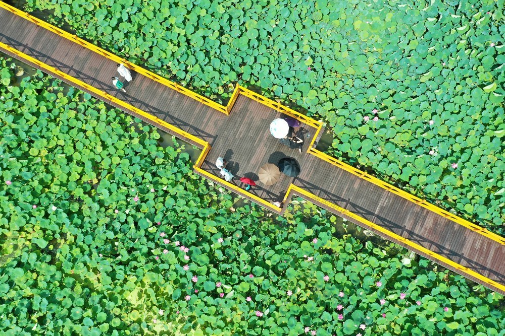 湖南新田：“赏花经济”带火乡村游