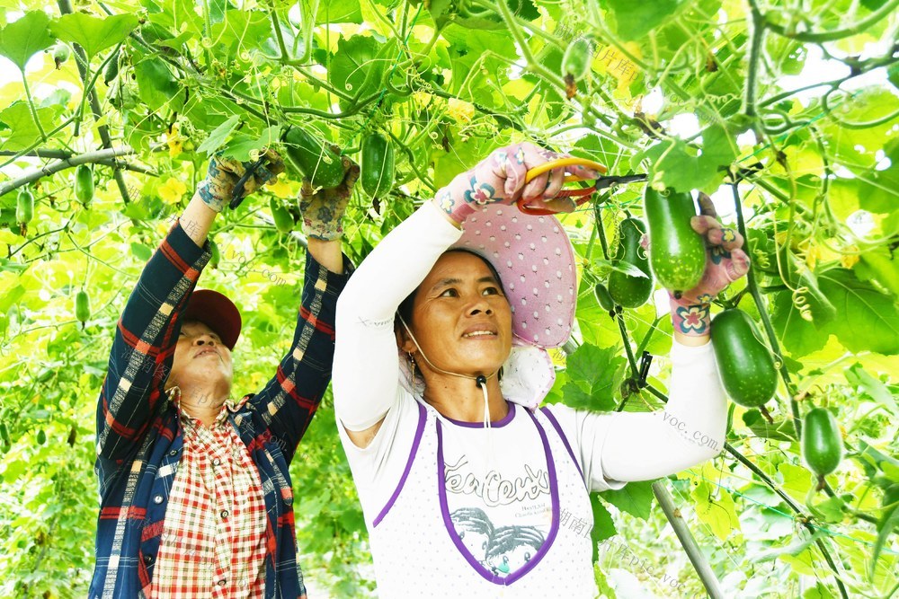   采摘毛瓜供港澳