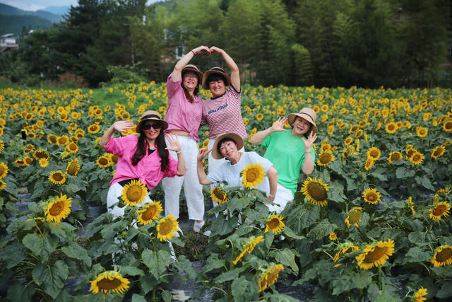 湖南桂东 花 蝶 向日葵 游客 产业+文旅