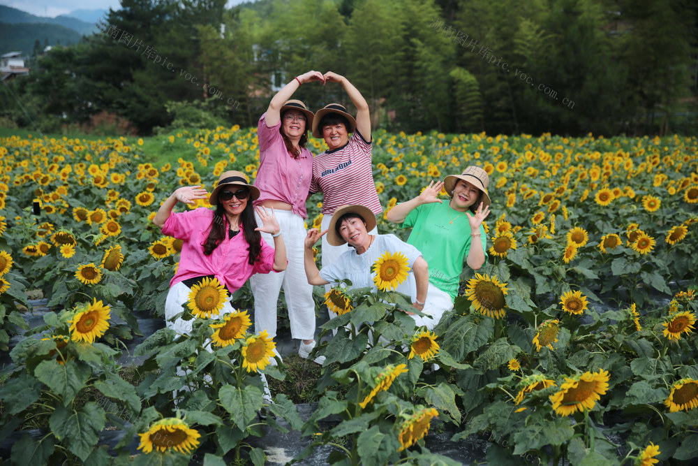 湖南桂东 花 蝶 向日葵 游客 产业+文旅