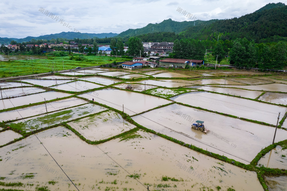 通道    夏至    制种   农忙   农业