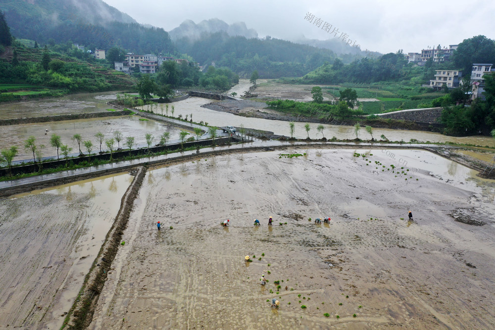 湖南，龙山，洪水，抢收，抢种，生产，自救