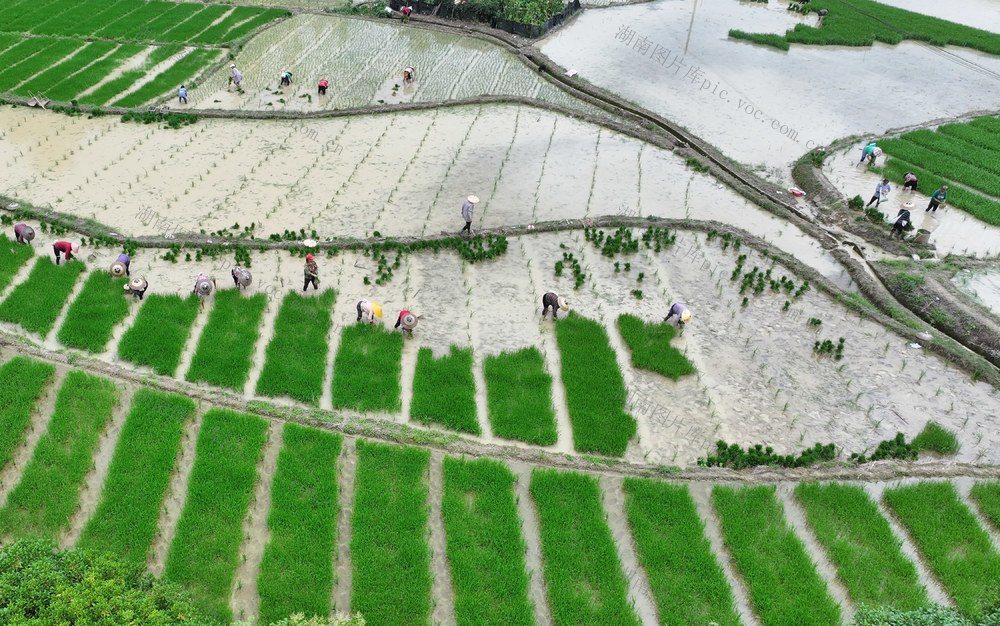 水稻 夏至 通道县 农民 制种