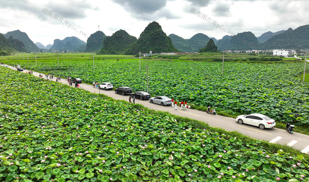 湖南江永  荷花  赏花旅游乡村振兴