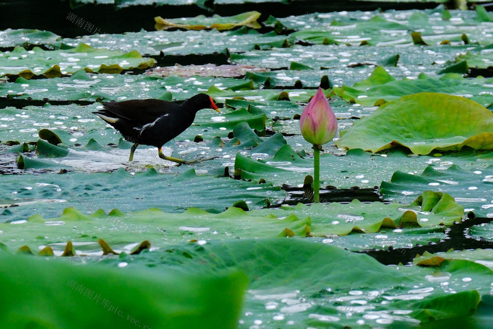 西湖公园，生态美