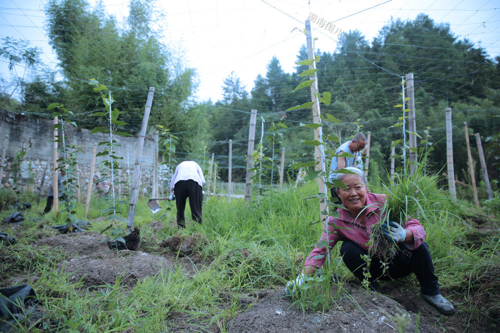 湖南桂东 罗汉果 园 乡村振兴