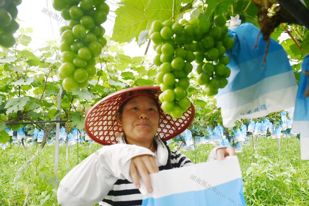  葡萄套袋促增收  