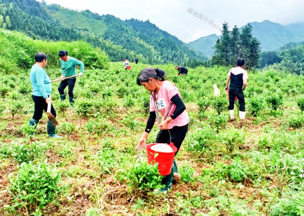茶叶  施肥  增收
