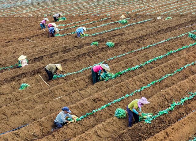 特色种植 
道县
