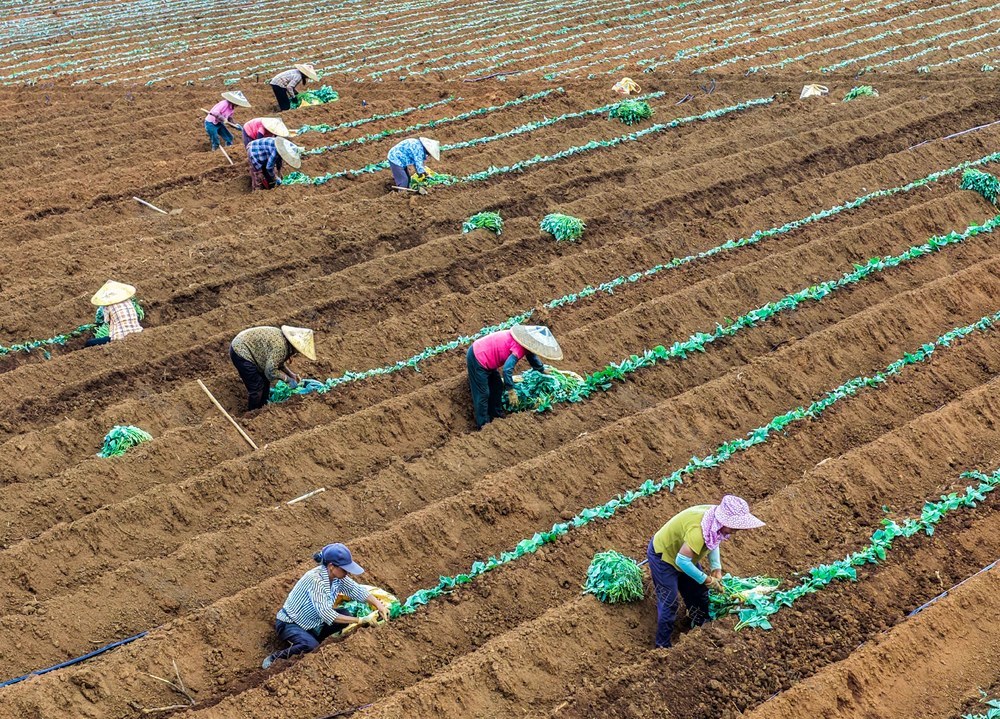 特色种植 
道县

