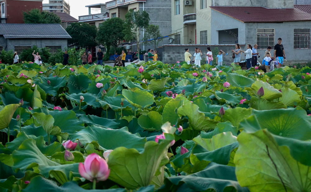 荷园赏花乐