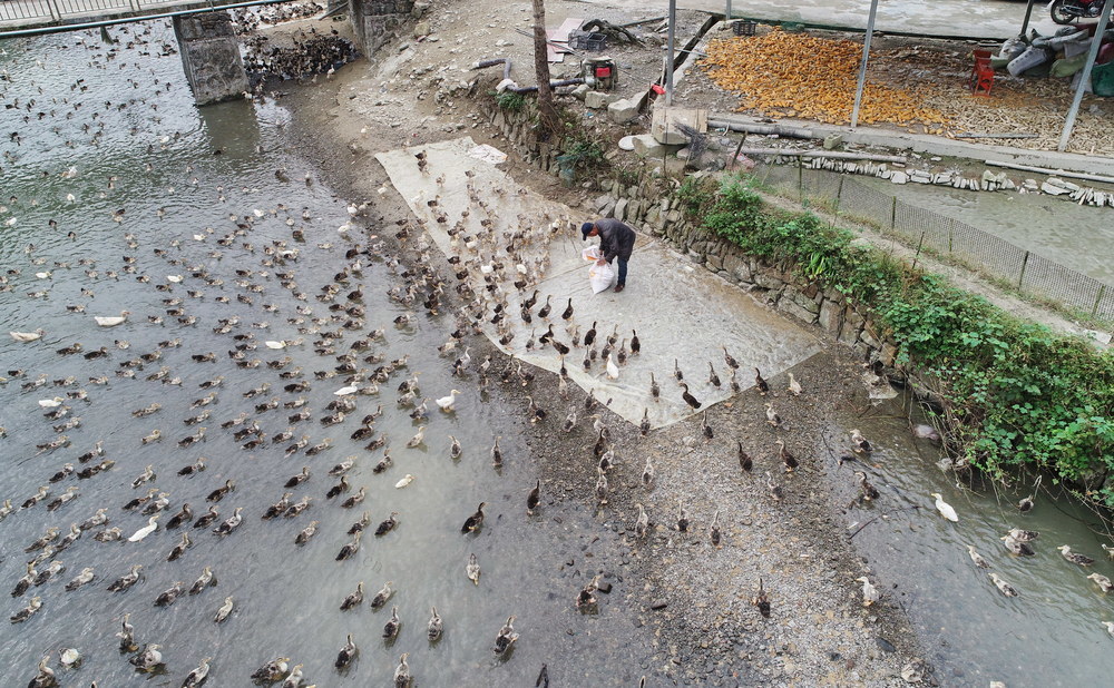 鸭苗  鸭子 贡鸭