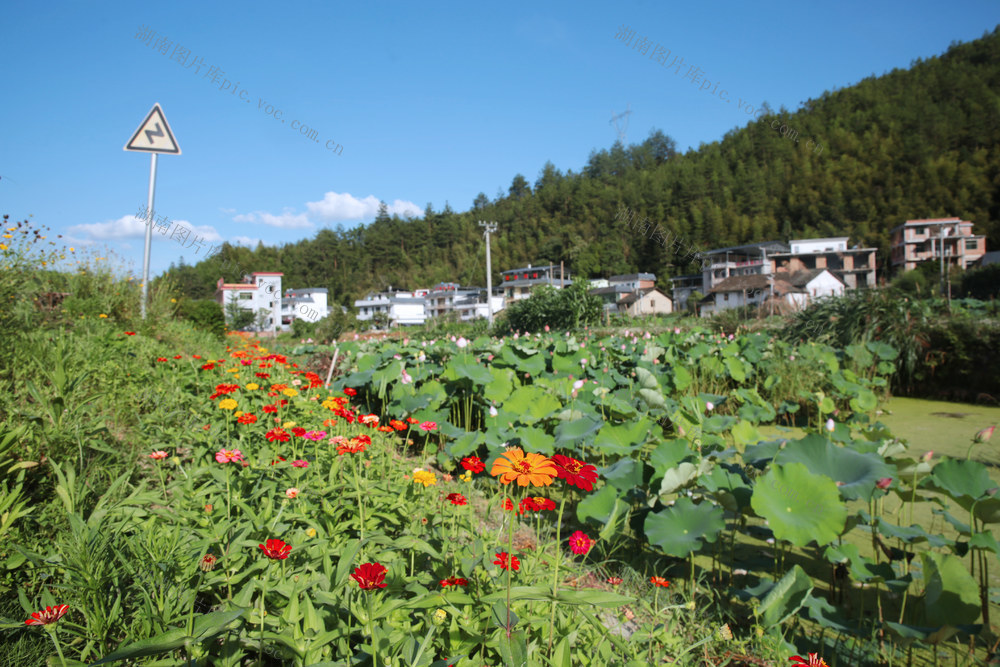 湖南桂东 丰富多彩 新农村 画