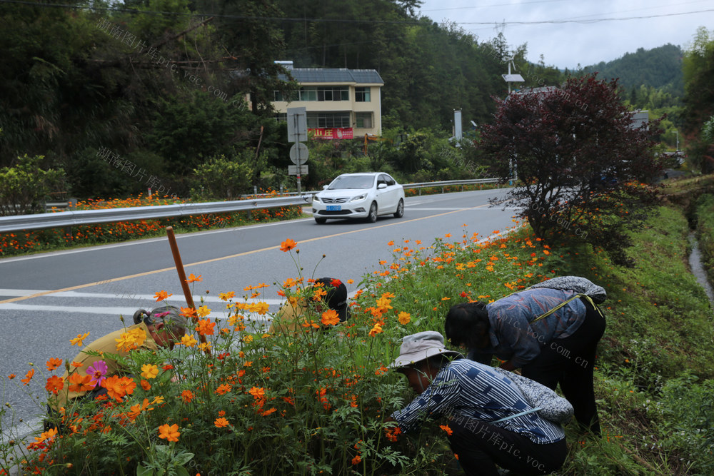 湖南桂东 营造 车在花中行 四好农村路 格桑花