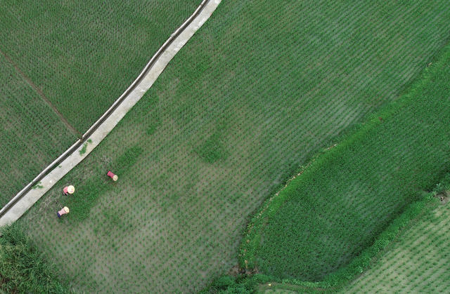 湖南桂东：冷水米（稻） 分蘖长苗 村民 起早摸黑 田间