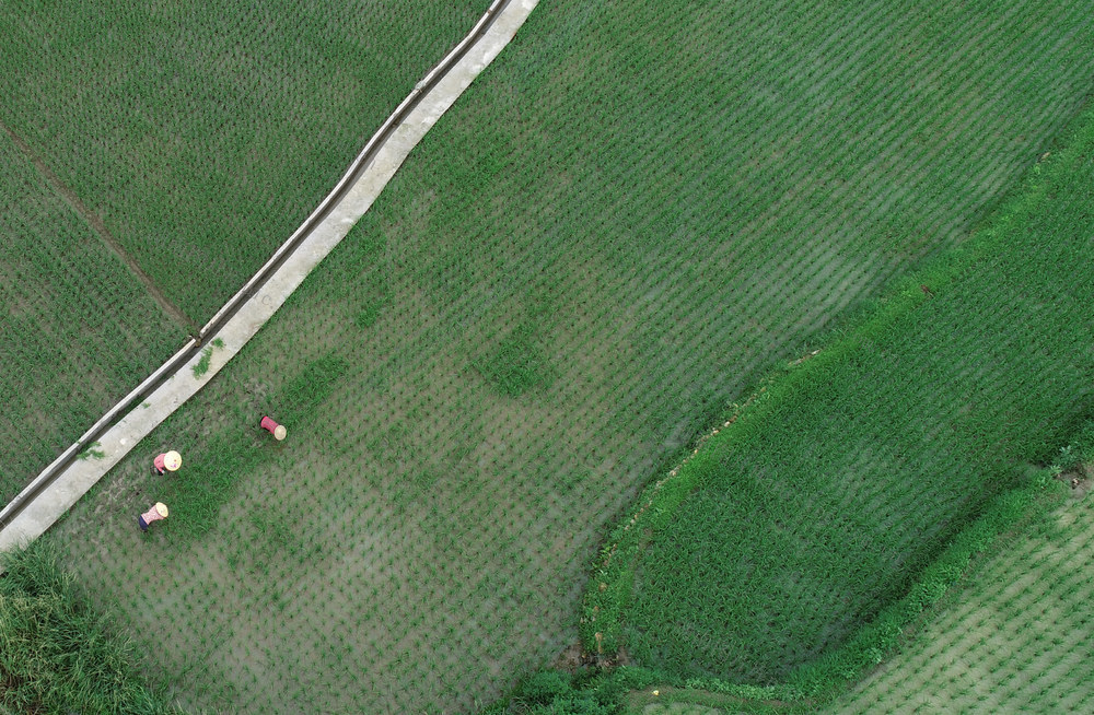 湖南桂东：冷水米（稻） 分蘖长苗 村民 起早摸黑 田间