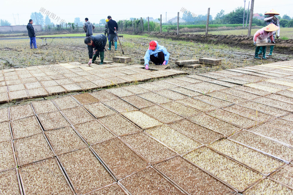 阴雨天气  晚稻育秧  育秧盘