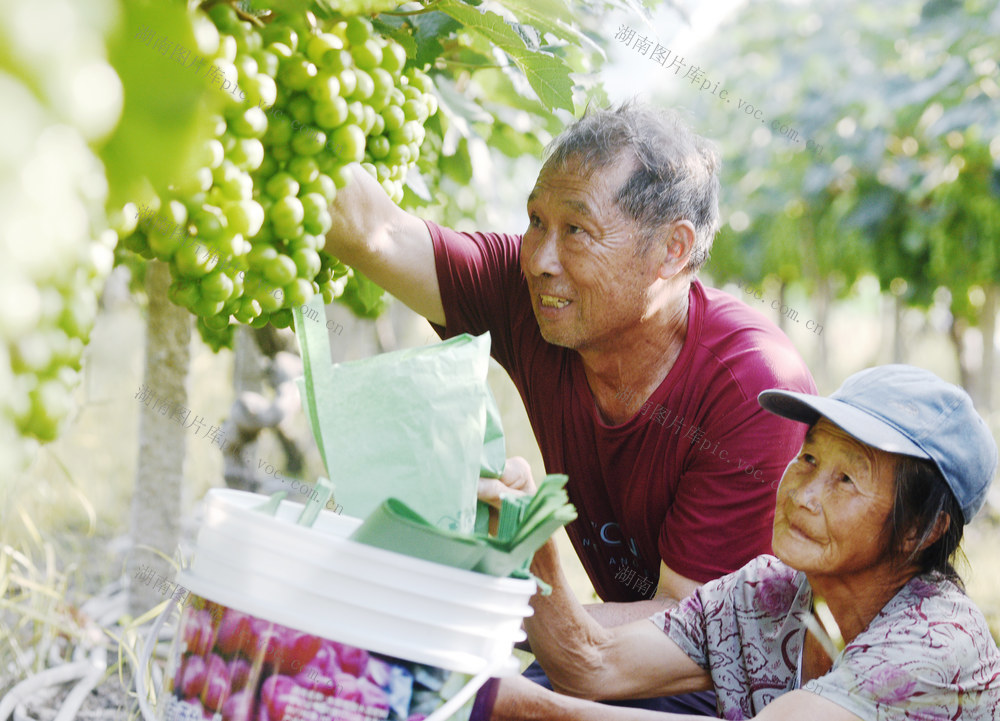蓝山：葡萄园里套袋忙