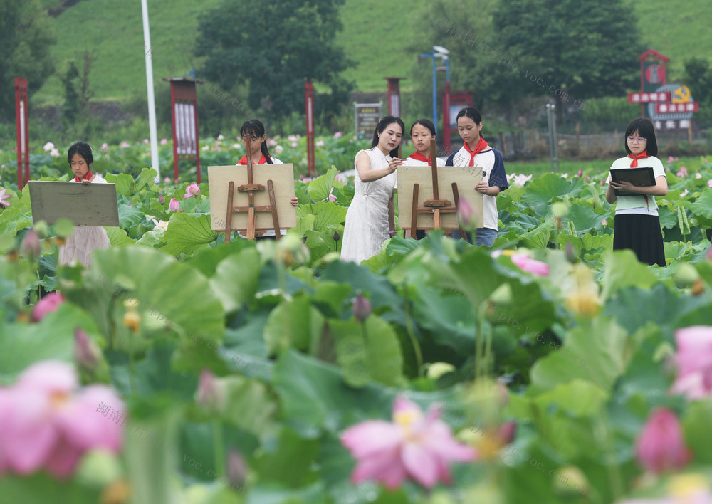 嘉禾：荷园写生绘美景