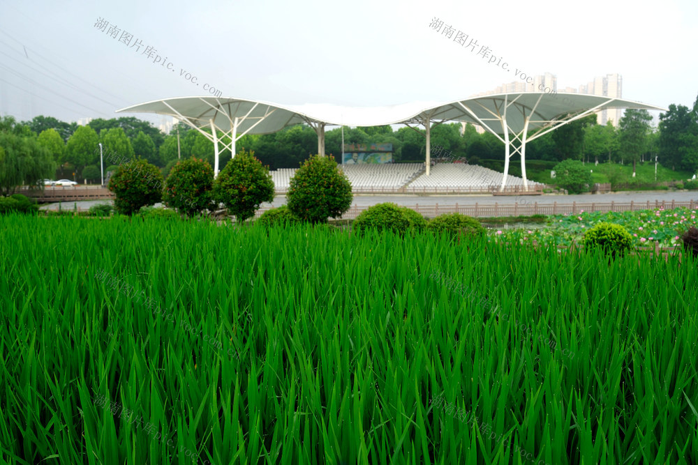 稻作文化，隆平水稻