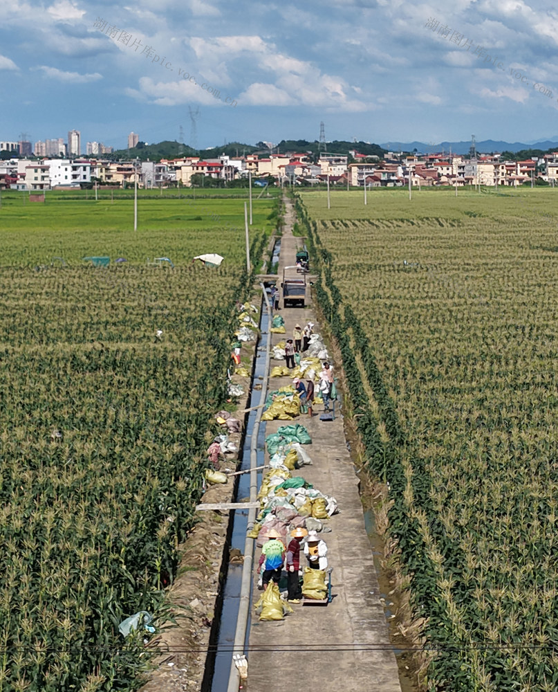 蔬菜
玉米
道县
