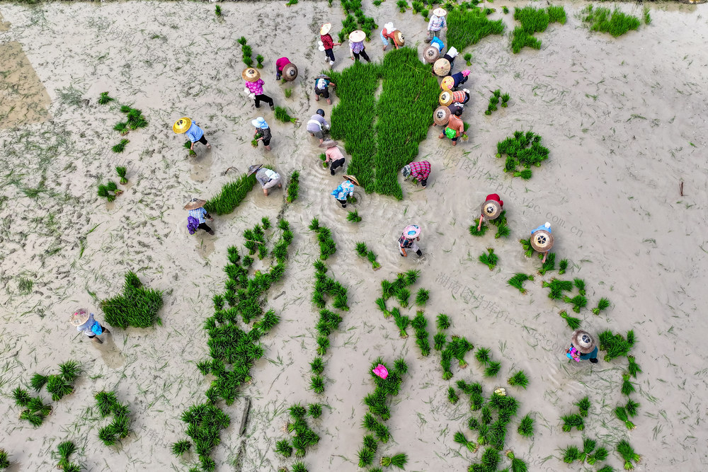 插秧 水稻 制种 田间地头 农业
