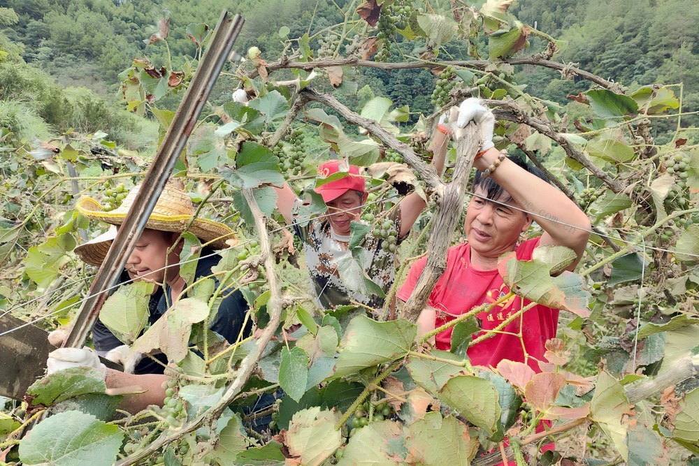 洪灾、灾后重建、志愿服务、党员、农业