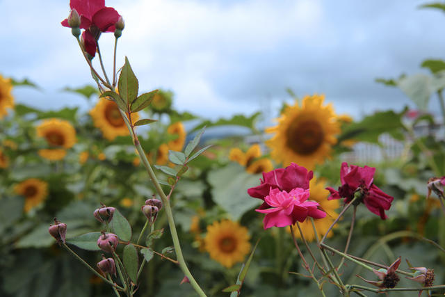 湖南桂东 花 靓 美丽乡村 中国氧都・旅居桂东