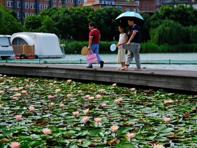睡莲绽放，后湖公园
