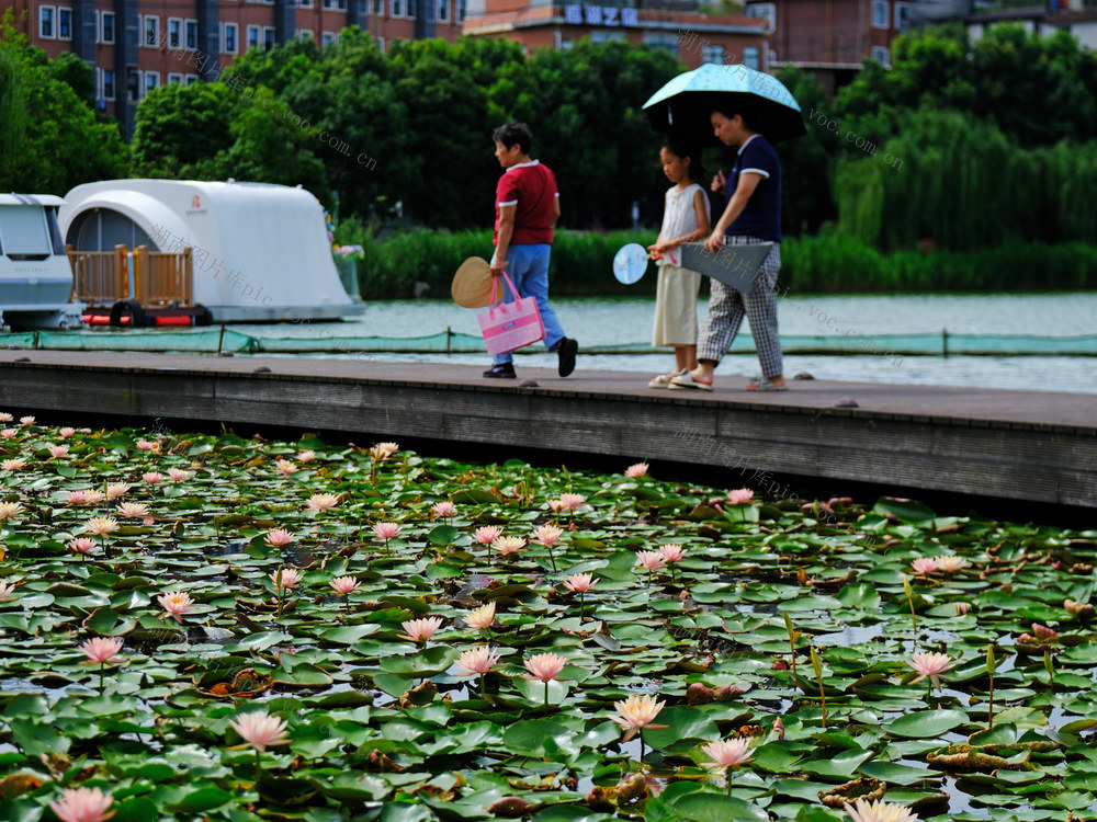 睡莲绽放，后湖公园