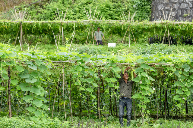 蔬菜 乡村振兴 致富