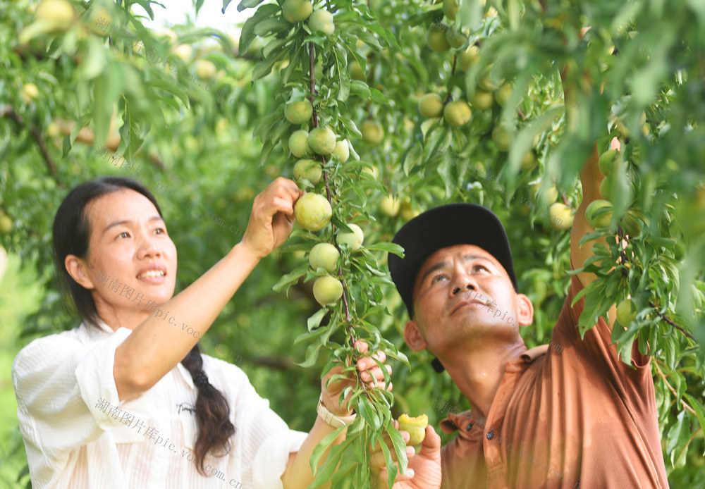 嘉禾：收获蜂糖李