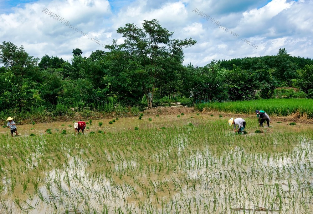 战高温抢插晚稻