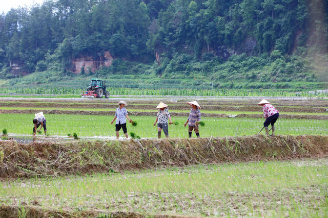 湖南，龙山，三夏，农事，插秧，采摘，管理，忙碌