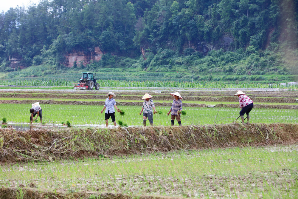 湖南，龙山，三夏，农事，插秧，采摘，管理，忙碌