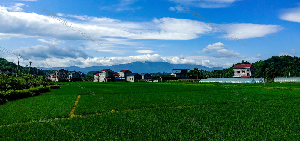 苗乡水稻长势喜人