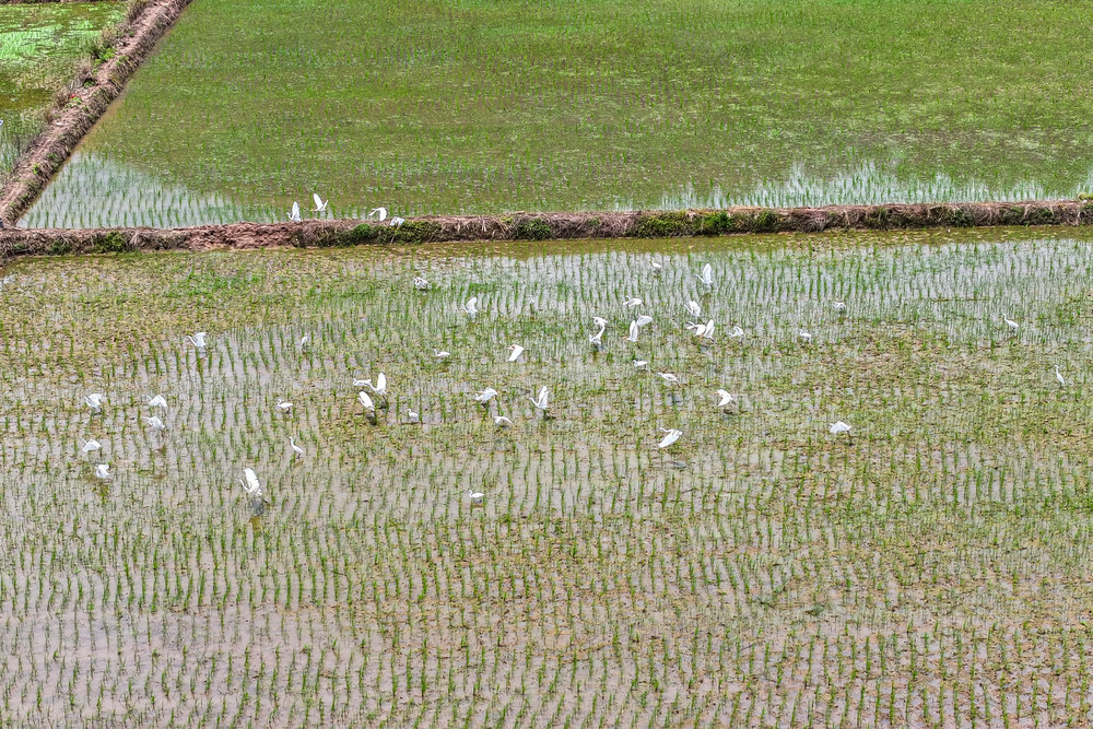白鹭 鹭鸟 鸟 生态 田园
