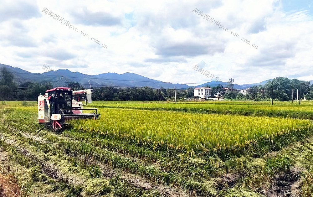 机收早稻 抢先开镰