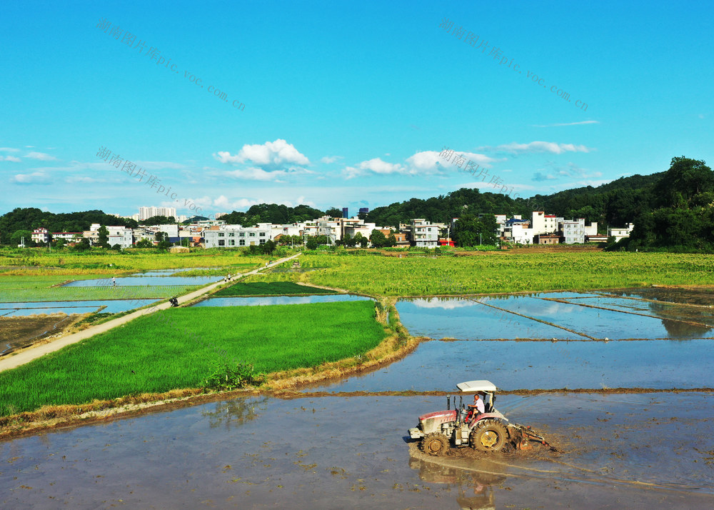 嘉禾：盛夏翻耕忙