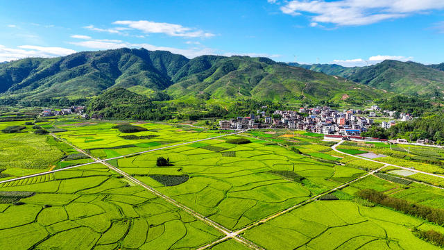 早稻  丰收  在望  富硒  田园